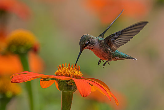 The Quiet Eaters of a Hummingbird Oasis